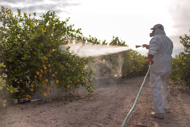 Best Local Pest Control Services  in Jacksonville Beach, FL