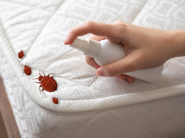 Best Flea Control Services  in Jacksonville Beach, FL
